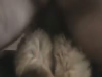 Furry dog on homemade dog sex