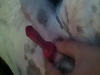 Dog cock got jacked off by gay