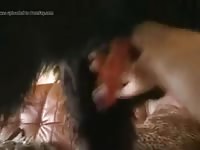 Dog masturbation to get dog semen