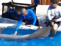 Dolphin porn in the pool with gay