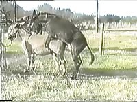 Farm caretaker setting up horse sex