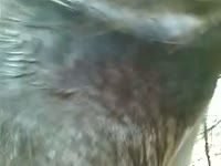 Free animal sex of gay and horse