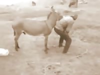 Horse fucking a gay on zoo sex tv