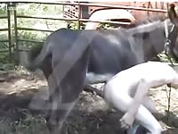 Naked gay on animal sex videos