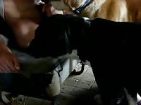 Gay have threesome with dogs