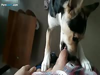 Dog deepthroat the big dick of man