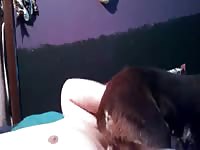 Dog deepthroat the dick of his pet porn owner