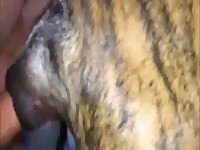 Hardcore animal porn with zoofilia lover