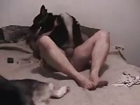 Husky dog xxx as an animal fuck toy