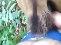 Horse anal sex with beastie gal