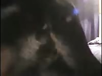 Canine dildo penetrates a tight ass