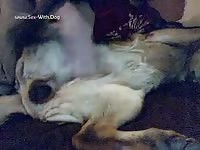 Gay animal sex on the bed