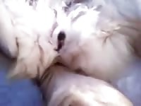 Passionate sex with a cute dog xxx