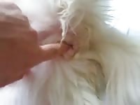 Furry white dog got banged beastiality sex video