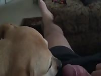 Brown dog gives blowjob to his owner