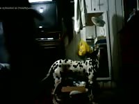 Dalmatian got roughly fucked forced beastiality
