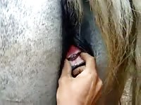 Fist fucking a horse's ass zoofilia xxx