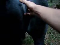Animal sex fun with a black horse