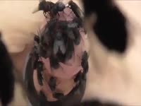 Horny flies infesting a small cock xxx animal porn