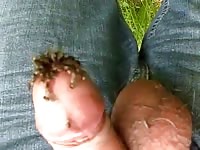 Pink dick is infested by insects porn