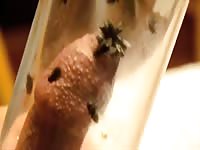 Nasty insects on a dick beastiality porn