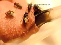 Dick's head with insects porn