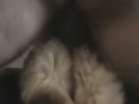 Furry dog got penetrated from behind xxx animal porn