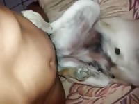 White furry dog on free animal porn