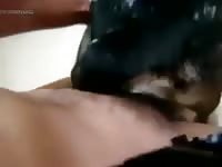 Dog blowjob before animal sex