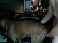 Webcam dog porn with gay