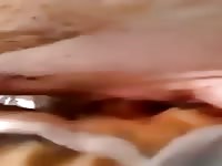 Pig got fucked on animal sex videos