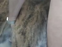 Furry pet porn on dog porno