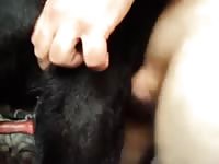 Furry black dog on dog porno