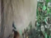 Man fucks a horse zoopussy while getting filmed