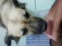 Dog gives blowjob to owner