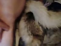 Beastiality porn with husky dog