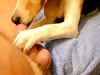 Dog xxx sucking a huge dick
