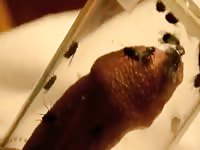Insect porn with man's cock