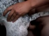White canine got dogstyled hardcore animal sex