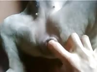 Animal xxx fingering a dog