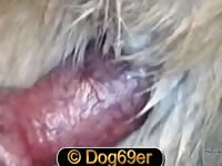 Pet porn two dogs got stuck after sex