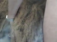 Gay and dog on free animal sex