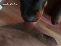 Dog gives blowjob to huge cock