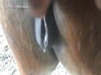Beastiality mare got fucked in the pussy