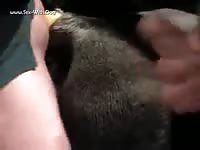 Zoophilia video of dog getting fucked hard