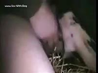 Pig porn with gay's cock