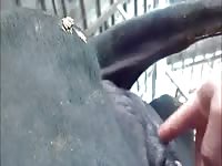 Horse xxx got fingered by man