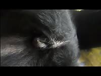 Black dog got fingered in dog porn
