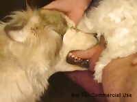 White furry dog gives blowjob