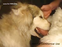 White dog giving blowjob